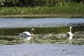 Springtime in Monaghan 2013 (36)